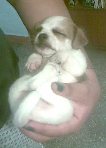Yo soy un cachorrito consentido que solo me gusta dormir, comer y jugar... 