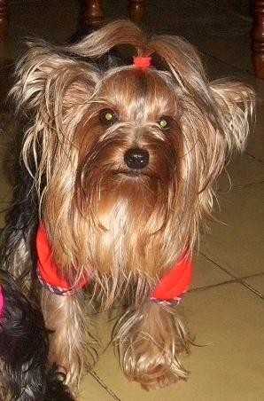 Este es Dody Este es Dody