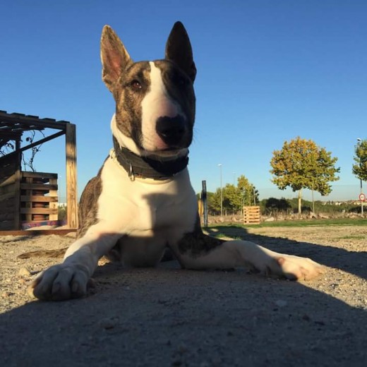 Turko, disfrutando de una mañana de sol, Turko busca novia para montas