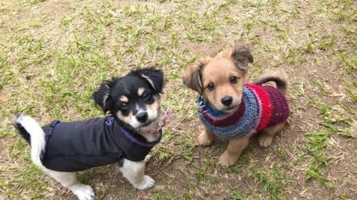 Teo es el marrón y su hermanita Mora