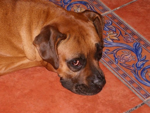 Con carita de ternura Con carita de ternura