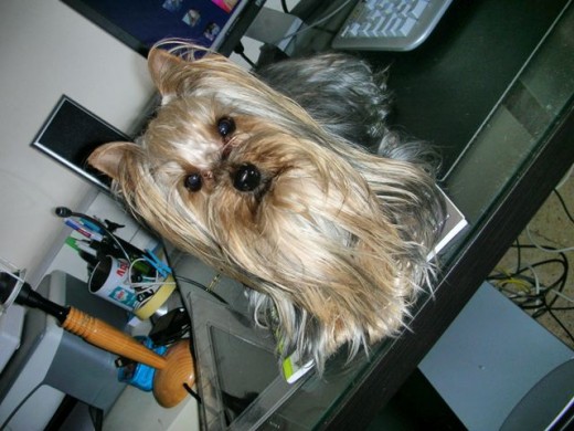 mi bebe(L) mi bebe(L)