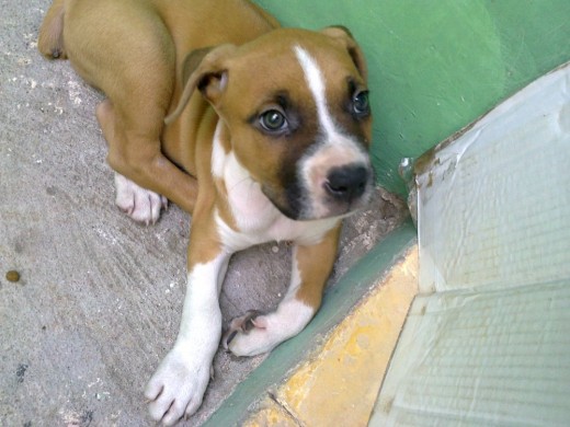 aqui tengo 2 meses aqui tengo 2 meses