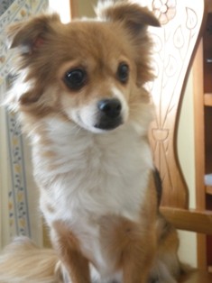 Esta perrita es de lo mas expresiva...