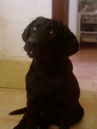 esta foto es de cachorrita. esta foto es de cachorrita.