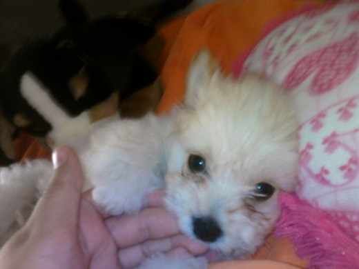 mi puppy cuandoo teniia un mess...q ahora esta malitoooo mee vomitaa todo lo q comee de un diaaa y el veterinarioo de urgenciass noo me contestaa! mi puppy cuandoo teniia un mess...q ahora esta malitoooo mee vomitaa todo lo q comee de un diaaa y el veterinarioo de urgenciass noo me contestaa!