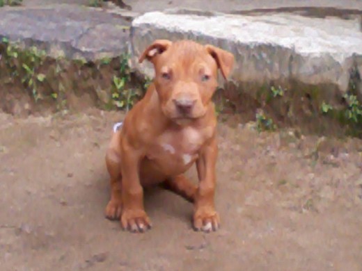 q pose la que se echa la cachorrita