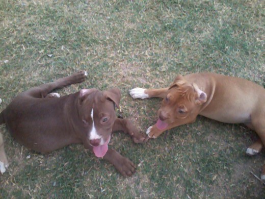 Coffy y Canela Coffy y Canela