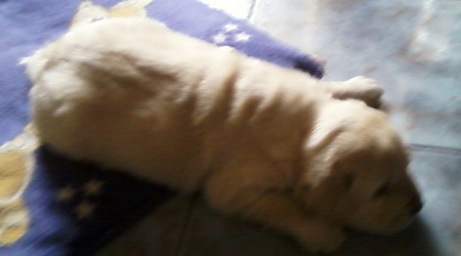 Mi Perro Andres Mi Perro Andres
