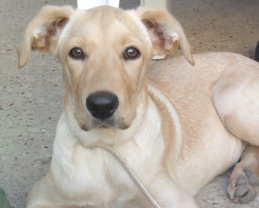 Alegre y juguetona,asi es mi Shakira. Alegre y juguetona,asi es mi Shakira.