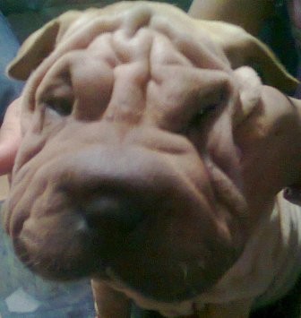 LES PRESENTO MI CACHORRA¡¡¡¡¡¡¡¡¡¡¡