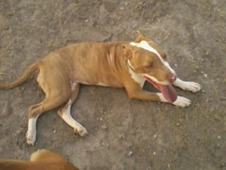 Princesa cansada Princesa cansada