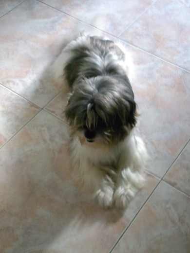 Fue tamb adoptado....y supongo que lo habrian abandonado por sus ataques epilepticos.
Pero decir que quien lo hizo...a perdido al perro mas cariñoso que se pueda tener. Fue tamb adoptado....y supongo que lo habrian abandonado por sus ataques epilepticos.
Pero decir que quien lo hizo...a perdido al perro mas cariñoso que se pueda tener.