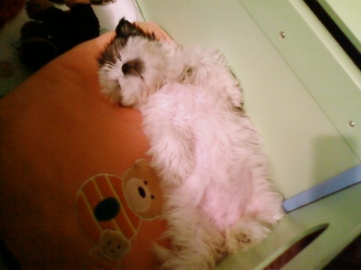 wa una perrita muy mona y cariñosa :) y muy graciosa...