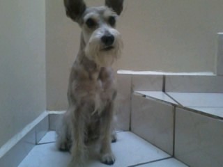Busco Novia.
