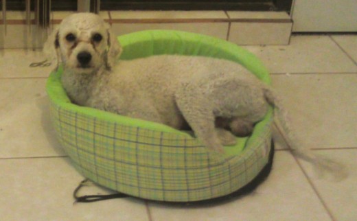 este es charly descansando en su cama, despues de hacer ejercicio este es charly descansando en su cama, despues de hacer ejercicio