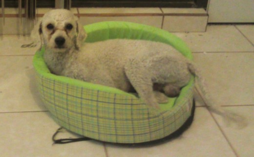 este es charly descansando en su cama, despues de hacer ejercicio