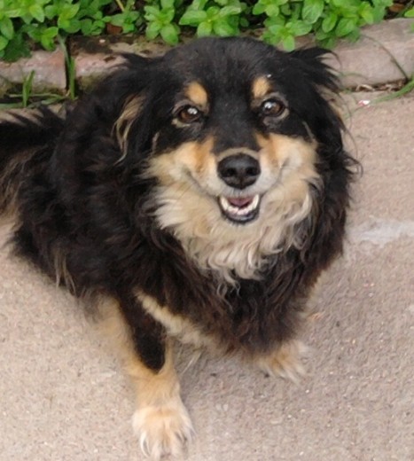 esta es mi negra de 11 años sigue siendo un mi bebe jeje!!