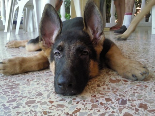 con 3 meses ya era un bichejo con 3 meses ya era un bichejo