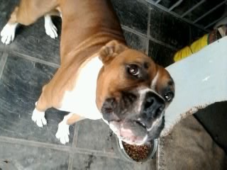 En esa foto me estaba ladrando jaja,, es re celoso, es mi chiquitito hermoso :) (L) En esa foto me estaba ladrando jaja,, es re celoso, es mi chiquitito hermoso :) (L)