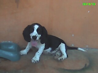 es una cruza de mis dos perros preferidos basset con beagle,en internet ya tiene nombre esta cruza no oficial pero asi se les conocen como beagle houd
gracias jako por tu compañia aunque fue muy poco tiempo en que la disfrutamos, donde este seguro seguiras siendo un buen cachorro te extrañamos sobre todo gaspacho que parece se quiere ir a tras de ti es una cruza de mis dos perros preferidos basset con beagle,en internet ya tiene nombre esta cruza no oficial pero asi se les conocen como beagle houd
gracias jako por tu compañia aunque fue muy poco tiempo en que la disfrutamos, donde este seguro seguiras siendo un buen cachorro te extrañamos sobre todo gaspacho que parece se quiere ir a tras de ti