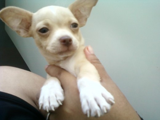esss un huracaaan! no entiende por nada, todo es un juego para el, peroo es un amor de perro, es SIMPLEMENTE K-NELO esss un huracaaan! no entiende por nada, todo es un juego para el, peroo es un amor de perro, es SIMPLEMENTE K-NELO