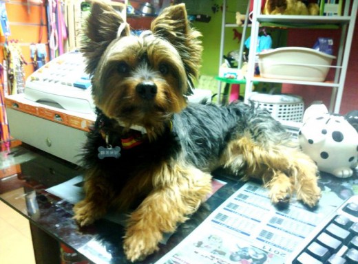 Este es franky,uno de mis tres yorkys!!
