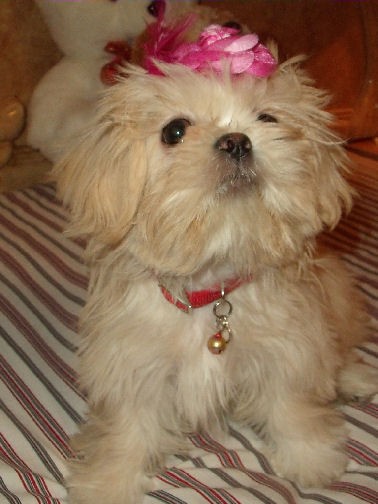 Mi nombre es Ginger Colon
Soy la princesita de mi mamita. Mi nombre es Ginger Colon
Soy la princesita de mi mamita.