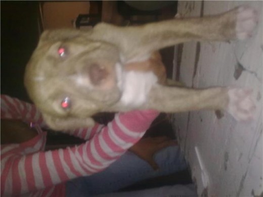 es mi cachorro american pit bull terrier de 2 meses se llama kaiser