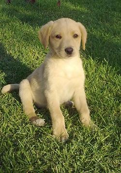 mi Golden en su ultima secion de fotos.