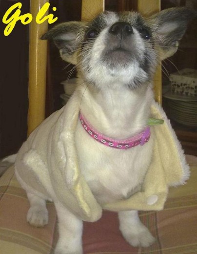 Goli en su sesión de fotos, es todo un modelo! Goli en su sesión de fotos, es todo un modelo!