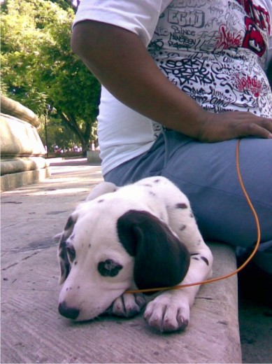 cuando tenia 4 meses y esta cansada de correr en el parque