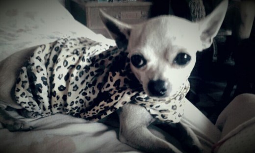 Hola buenas este es nuestro precioso chiuaua toy,se llama gucci,es de raza pura,pesa 1.200 ,morfologia impresionante,muy valiente y fuerte,lo tengo en el campo y esta super fuerte y sano,es el perro mas guardian que hay y protector,busca una perrita pura raza tambien para no perder esta genetica tan impresionante Hola buenas este es nuestro precioso chiuaua toy,se llama gucci,es de raza pura,pesa 1.200 ,morfologia impresionante,muy valiente y fuerte,lo tengo en el campo y esta super fuerte y sano,es el perro mas guardian que hay y protector,busca una perrita pura raza tambien para no perder esta genetica tan impresionante