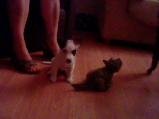 jugando con su peluche de dinosaurios jugando con su peluche de dinosaurios