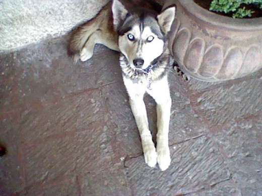 Es muy amorosa y dulce. no es agresiva y convive con otros 3 perros salchichas. Tiene año y medio y buscamos novio para ella Es muy amorosa y dulce. no es agresiva y convive con otros 3 perros salchichas. Tiene año y medio y buscamos novio para ella