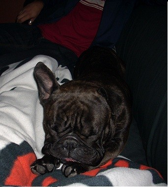 Hades hechandose la.siesta despues de uma comilona Hades hechandose la.siesta despues de uma comilona