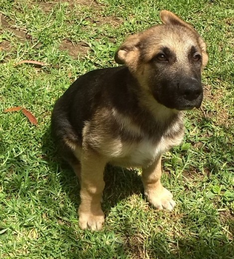 Nuestro precioso cachorrillo Nuestro precioso cachorrillo