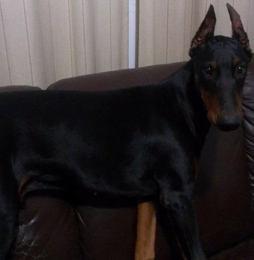 Danger con 7 meses =) Danger con 7 meses =)