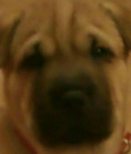 Este es mi cachorro shar PEI jugeton y cariñoso Este es mi cachorro shar PEI jugeton y cariñoso