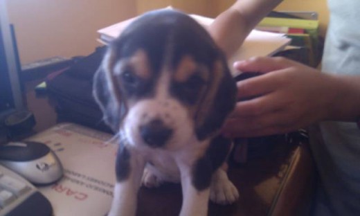 Os presento a Kyra, es su primer día en casa, en la primera dama de la familia, y mira que es grande... Mis niños están como locos con ella, pero sobre todo mi mujer, será su principal compañía. En fin, ya os iré contando su evolución. Estamos muy felices con su llegada. Os presento a Kyra, es su primer día en casa, en la primera dama de la familia, y mira que es grande... Mis niños están como locos con ella, pero sobre todo mi mujer, será su principal compañía. En fin, ya os iré contando su evolución. Estamos muy felices con su llegada.