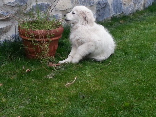 Aqui esta como no comiendo plantas