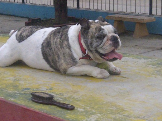 jugando en el parque esperando que la sigan para correr con la pelota de tenis. 