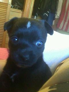 aqui esta Xena con un mes de edad aqui esta Xena con un mes de edad