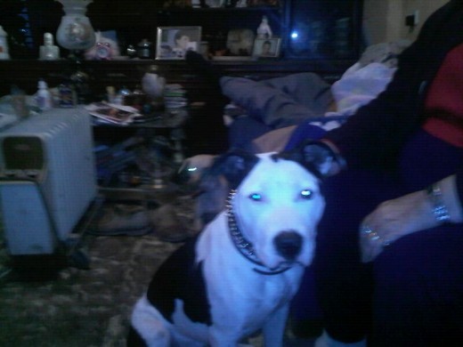 Busco hembra de amstaff zona de la ribera (valencia)