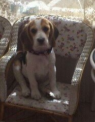 Nala con 2 meses y medio Nala con 2 meses y medio