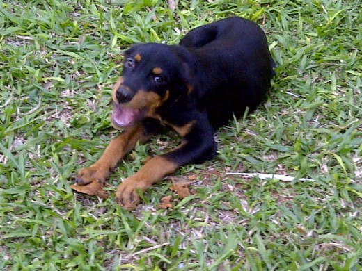 Este es Aquiles, tiene 4 meses, pesa 11,5 kg, que opinan? es un rottweiler puro?