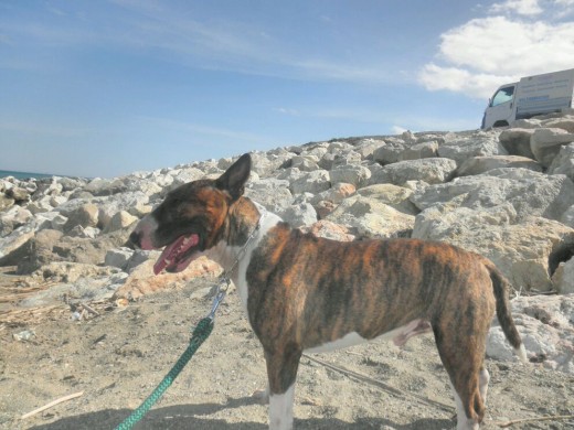 bull terrier  con pedigri busca hembra para monta