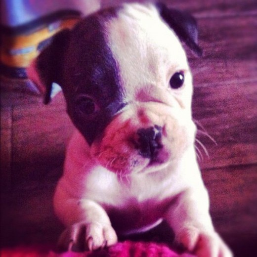 Daisy Daisy
