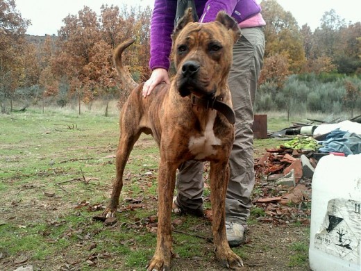 Soy lobo un perro bueno y con buen caracter.voy a ser papa dentro de dos meses.soy jugueton y muy cariñoso con mis dueños.si alguien esta interesado en mis perritos avisar a mis dueños.un saludo