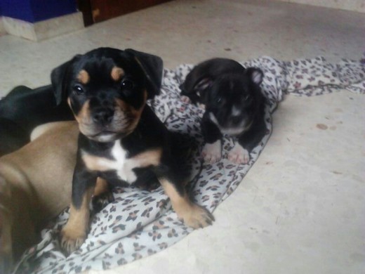 Mi pequeña Staffy tricolor Rotty